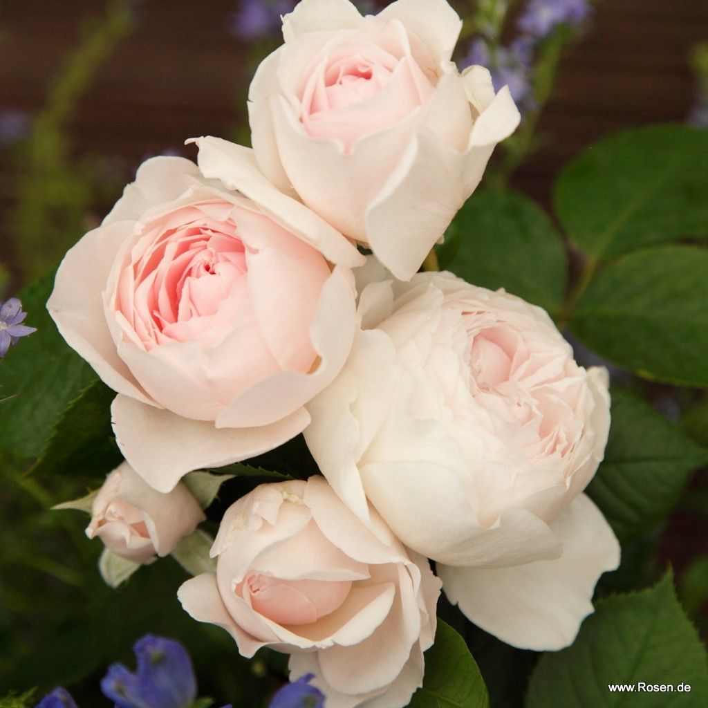 Rosa 'Secret Parfuma'