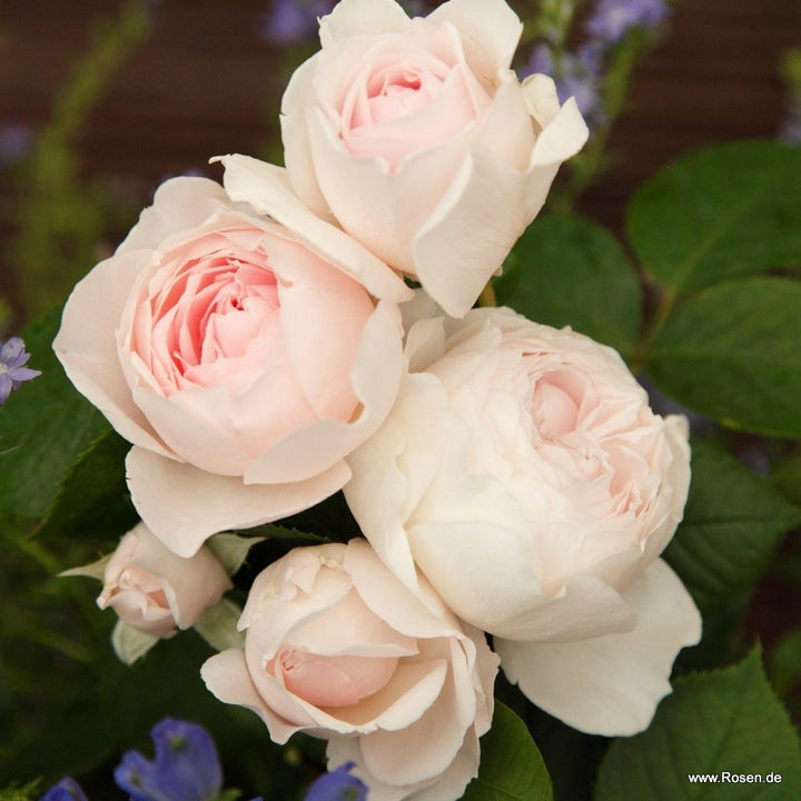 Rosa 'Secret Parfuma'