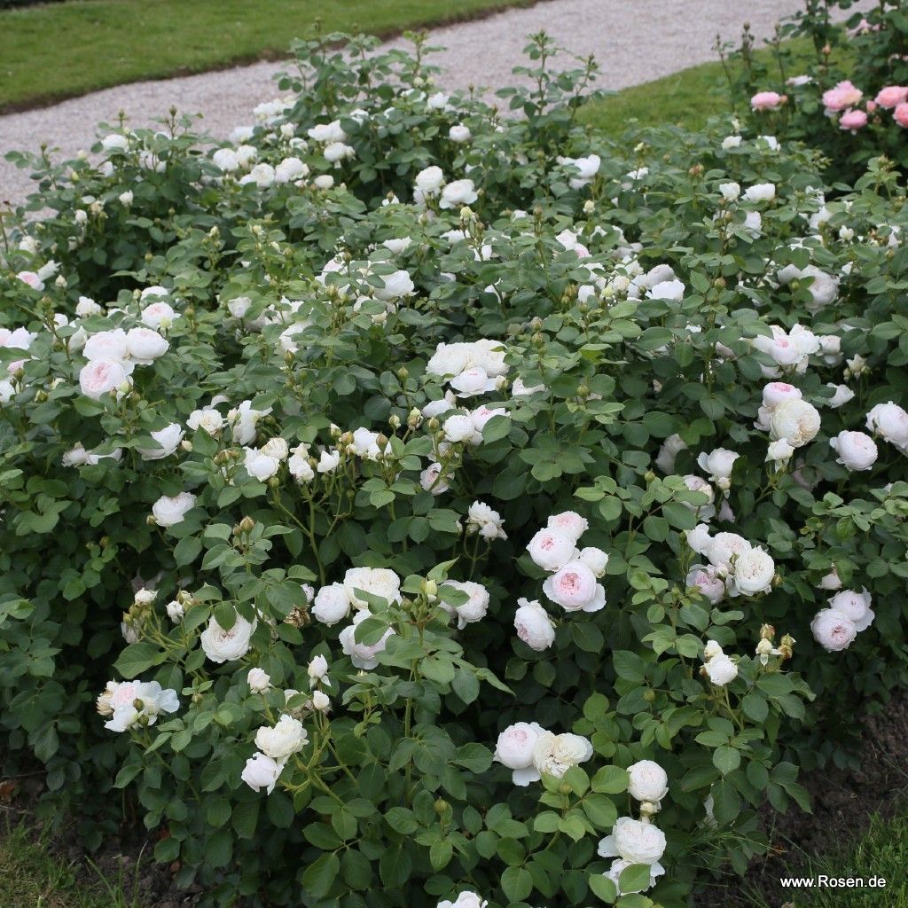 Rosa 'Secret Parfuma'