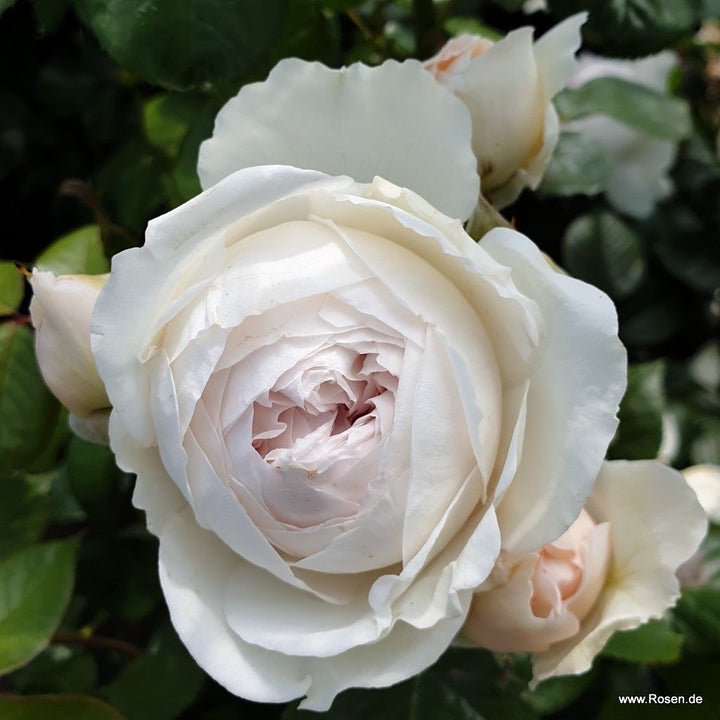 Rosa 'Secret Parfuma'
