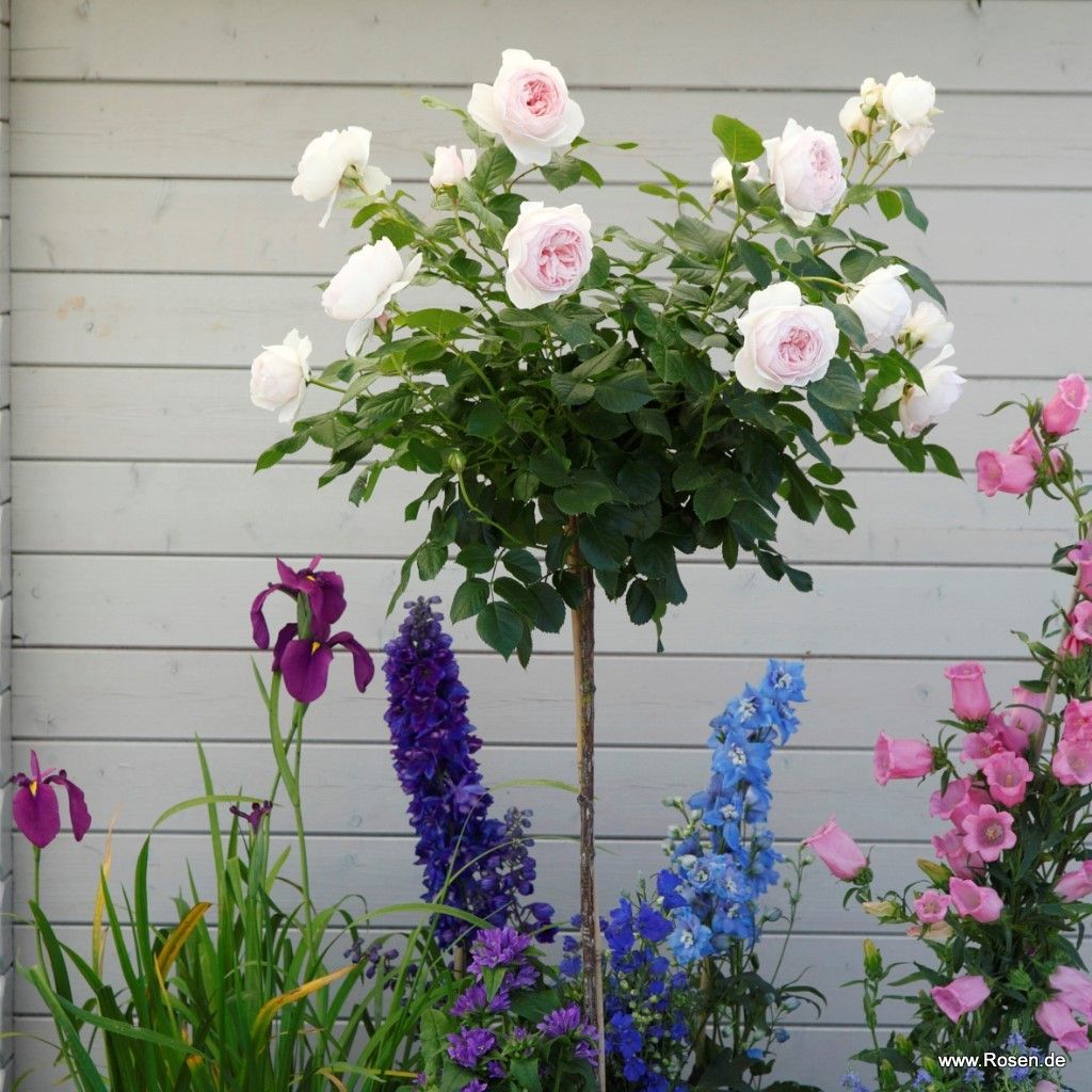 Rosa 'Secret Parfuma'