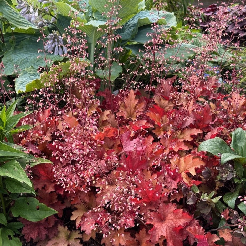 Heuchera 'Cranberry' (Indian Summer Series)