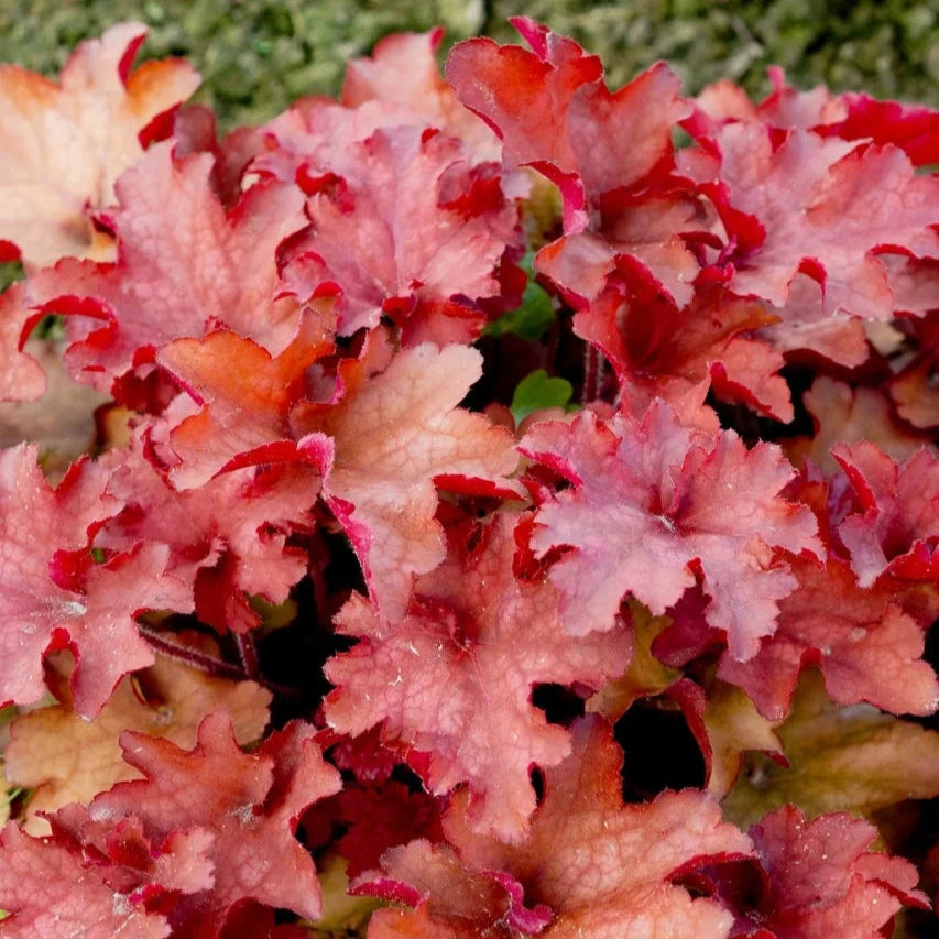 Heuchera 'Cranberry' (Indian Summer Series)