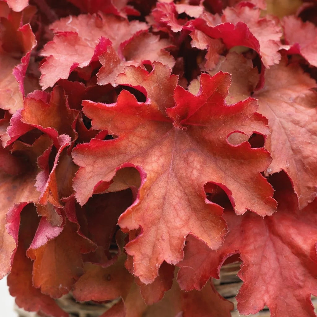 Heuchera 'Cranberry' (Indian Summer Series)