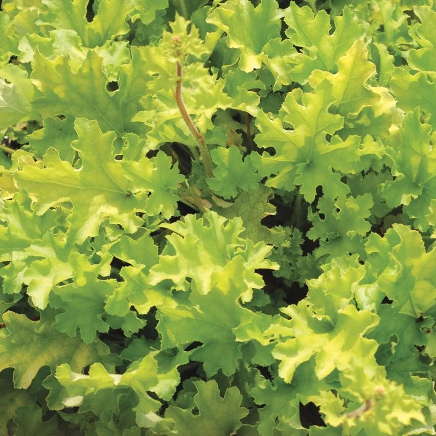 Heuchera 'Lime Marmalade'