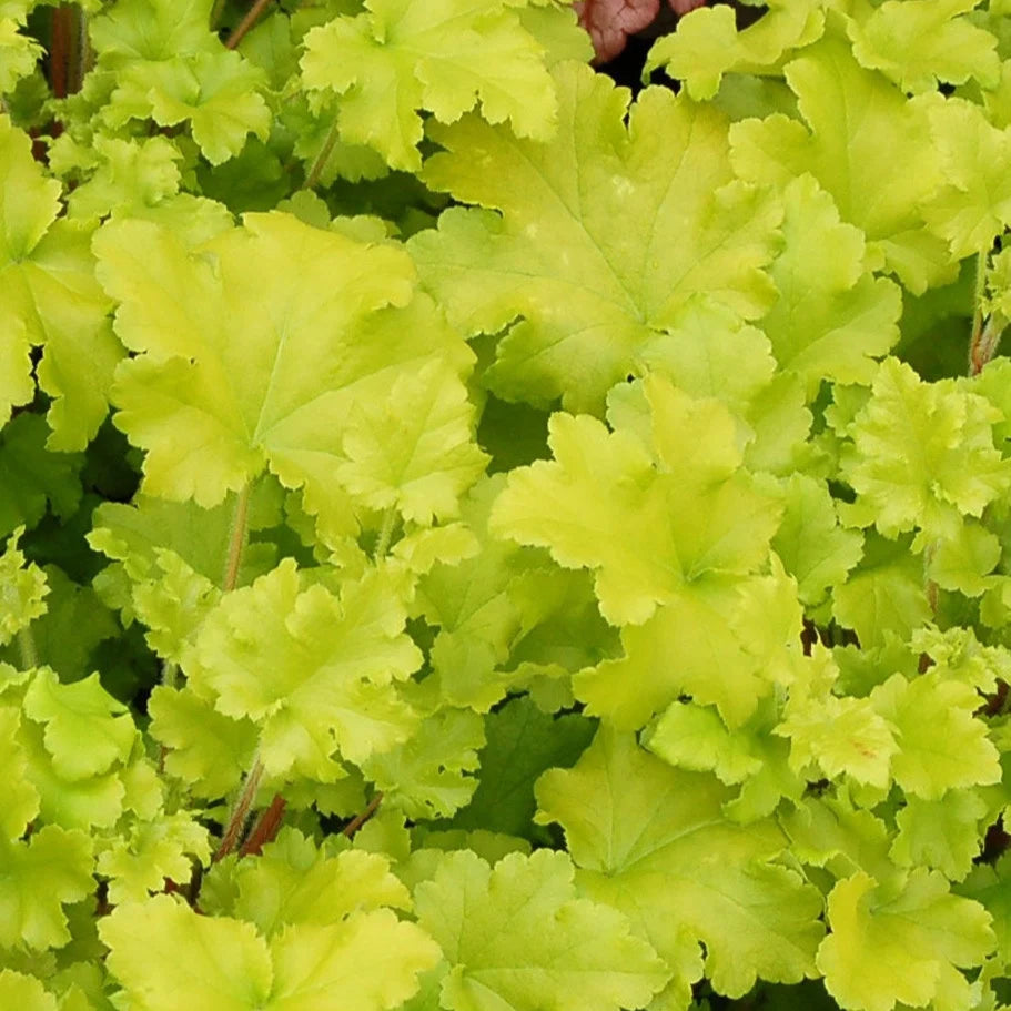 Heuchera 'Lime Marmalade'