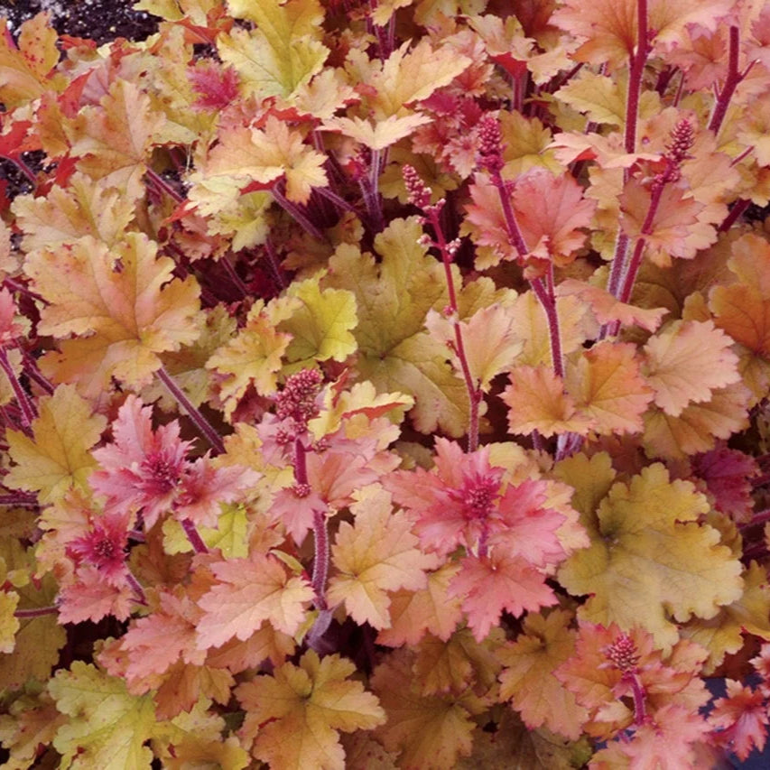 Heuchera 'Marmalade'