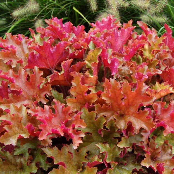 Heuchera 'Marmalade'