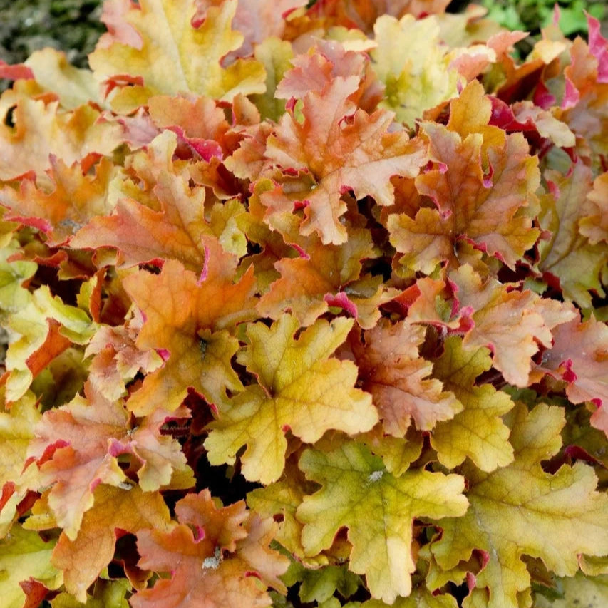 Heuchera 'Marmalade'