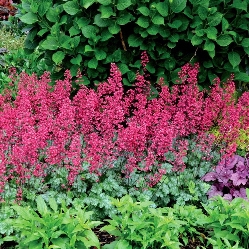 Heuchera 'Paris'