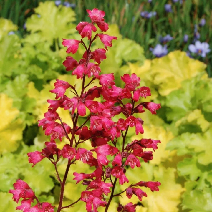Heuchera 'Paris'