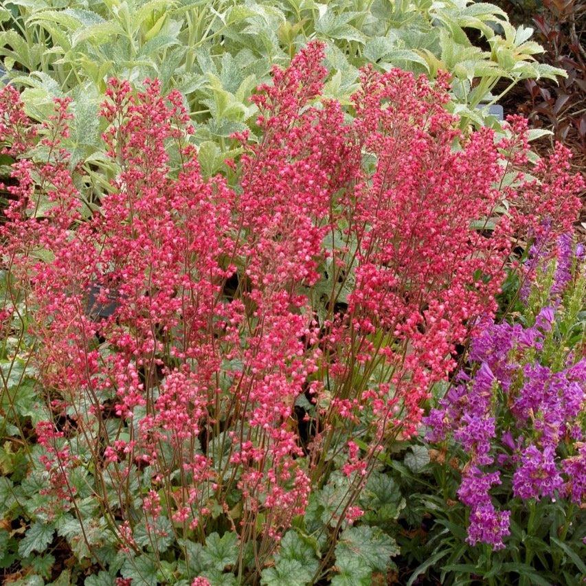 Heuchera 'Paris'