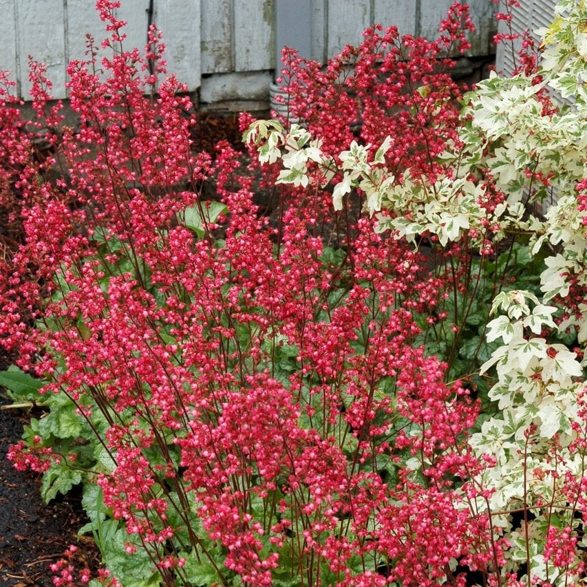 Heuchera 'Paris'