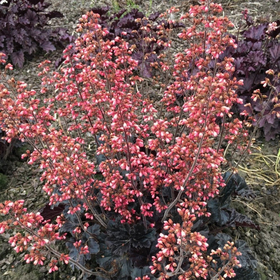 Heuchera 'Timeless Night'