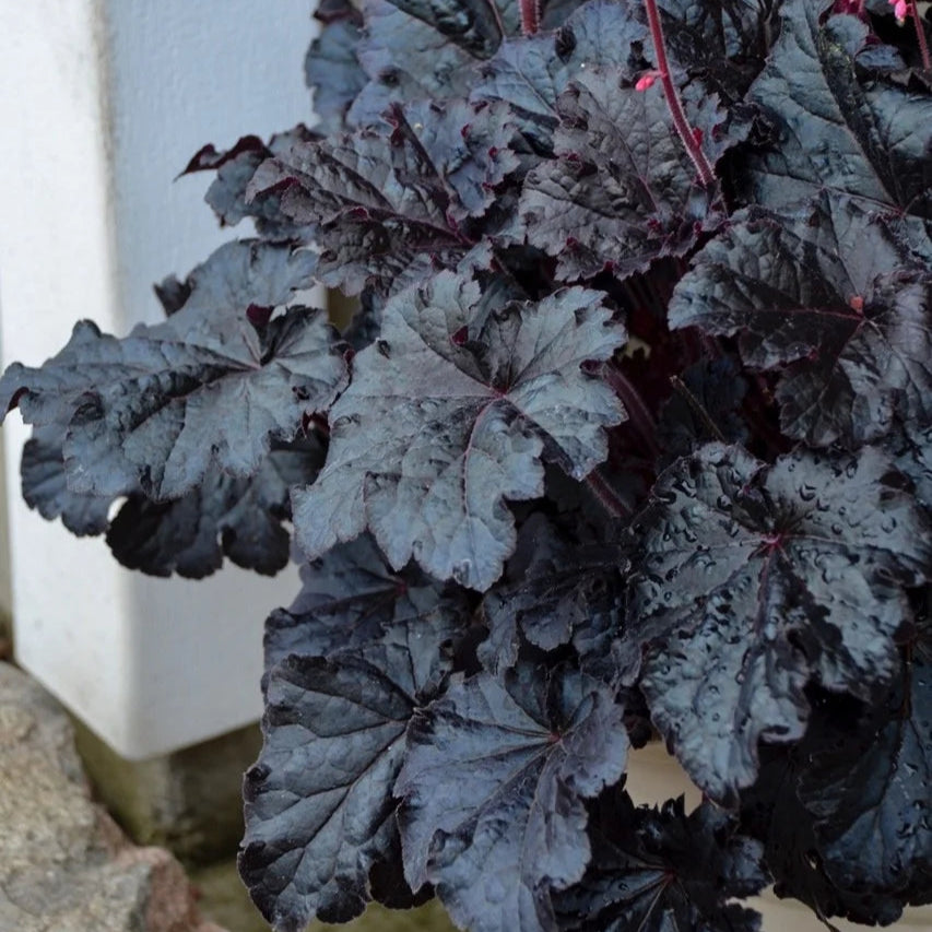 Heuchera 'Timeless Night'