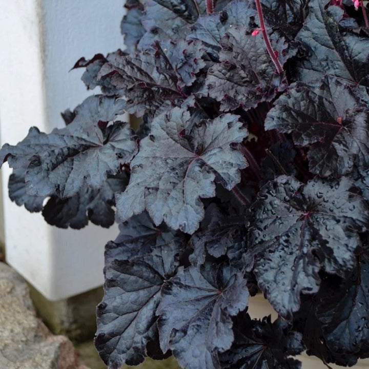 Heuchera 'Timeless Night'