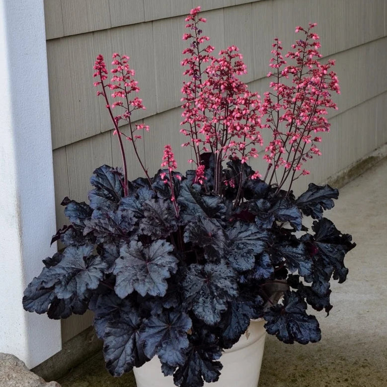 Heuchera 'Timeless Night'