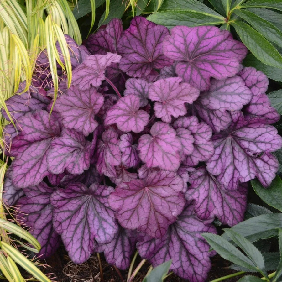 Heuchera 'Wild Rose'