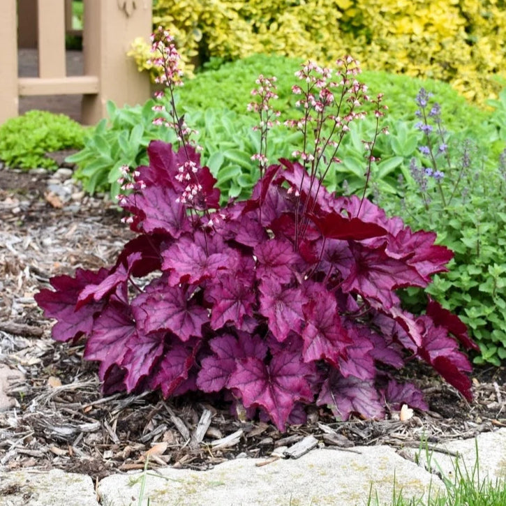 Heuchera 'Wild Rose'
