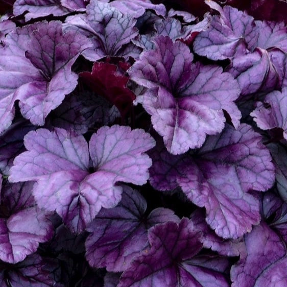 Heuchera 'Wildberry'