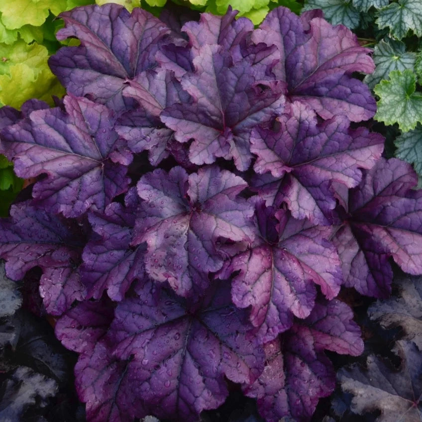 Heuchera 'Wildberry'
