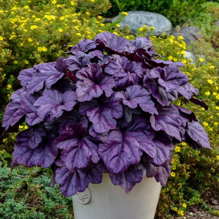 Heuchera 'Wildberry'