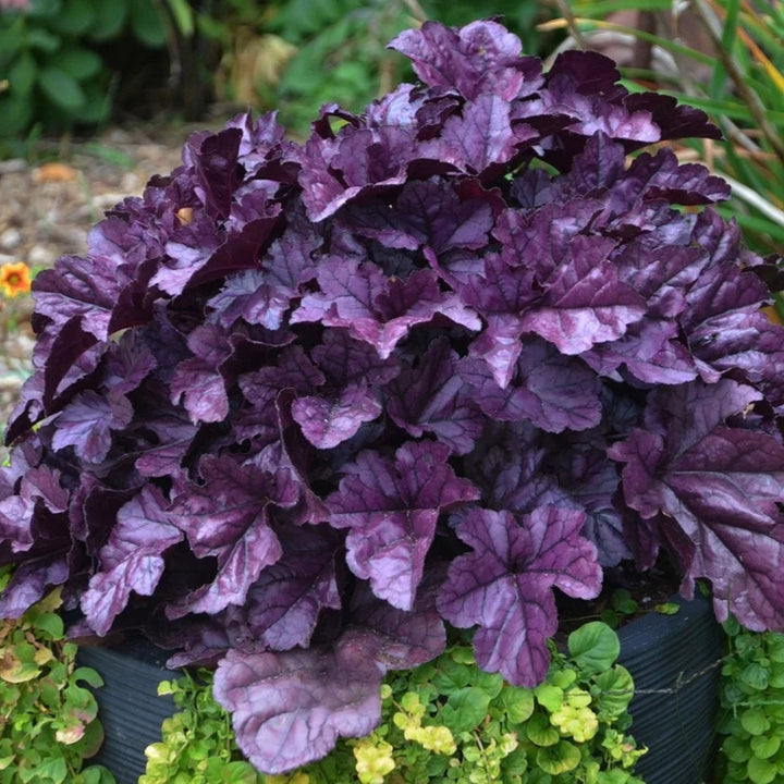 Heuchera 'Wildberry'