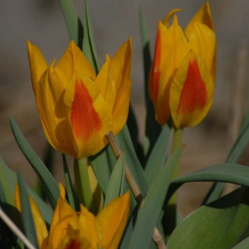 Tulip heweri