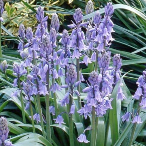 Hyacinthoides hispanica 'Blue'