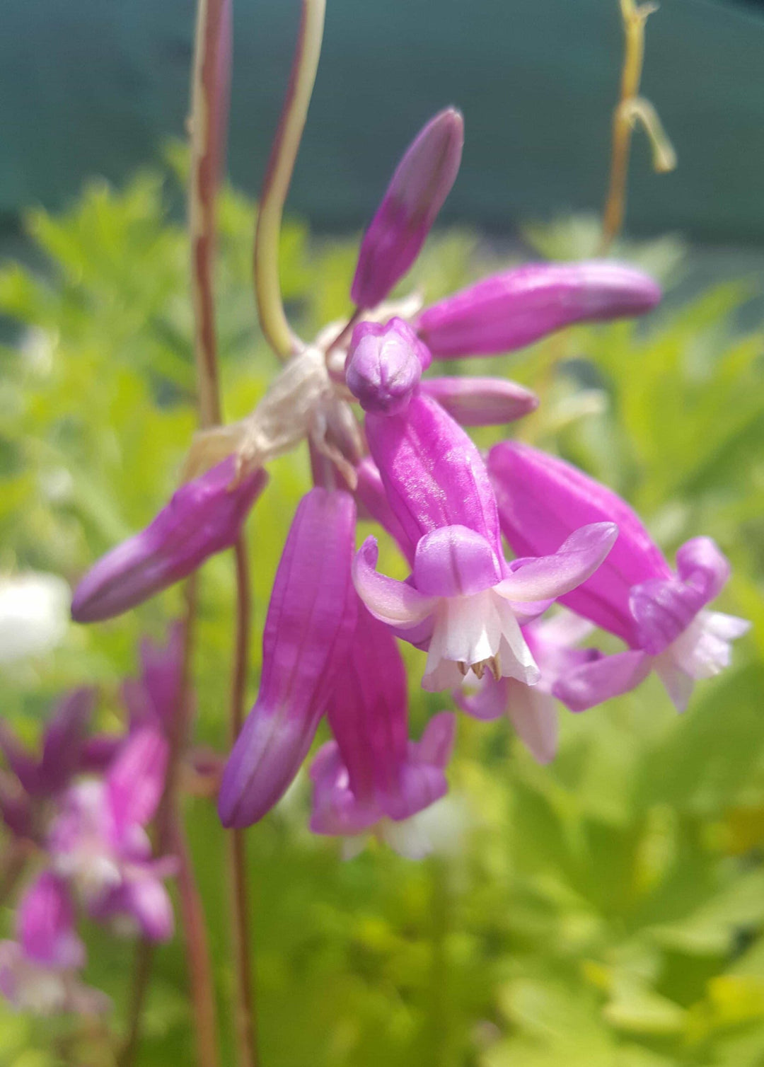 Dichelostemma ida-maia Pink Diamond