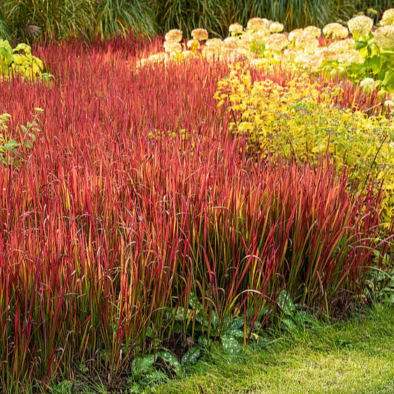 Imperata cylindrica 'Red Baron'