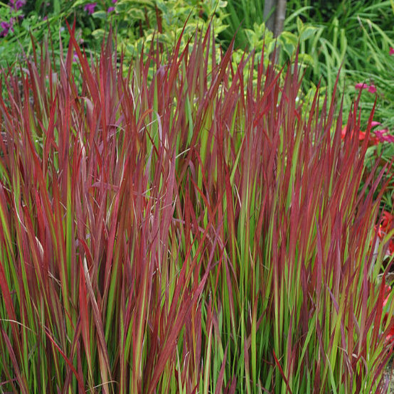 Imperata cylindrica 'Red Baron'