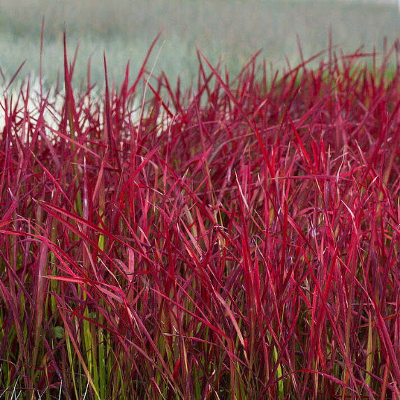 Imperata cylindrica 'Red Baron'