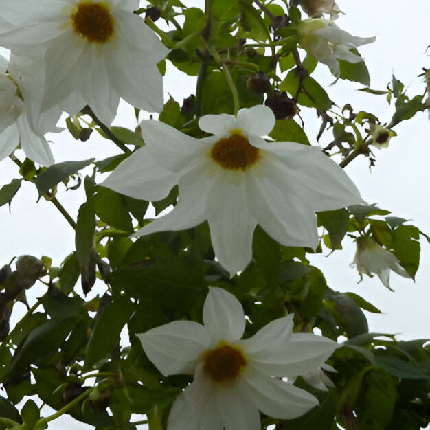 Dahlia imperialis 'White' Tubers