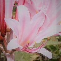 Buy Lycoris incarnata (Peppermint Spider Lily) Bulbs online