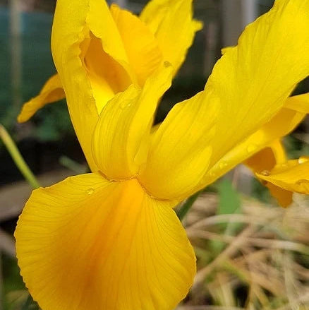 Dutch Iris 'Golden Beauty' Bulbs | Golden Yellow Iris