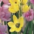 Ixia Yellow Emperor