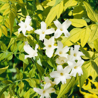 Jasminum officinale 'Fiona Sunrise'