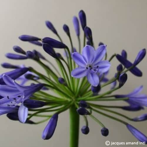 Agapanthus 'Jolanda'