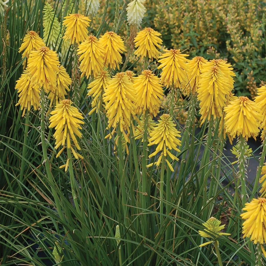 Kniphofia uvaria 'Banana Popsicle'