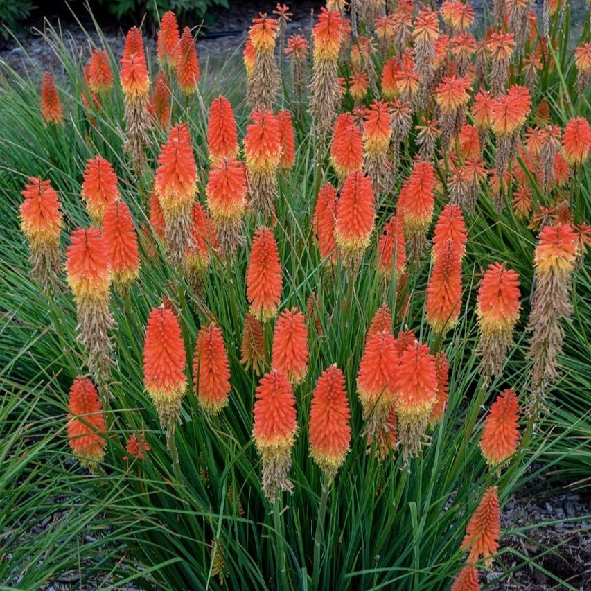 Kniphofia uvaria 'Backdraft' (Pyromania Series)