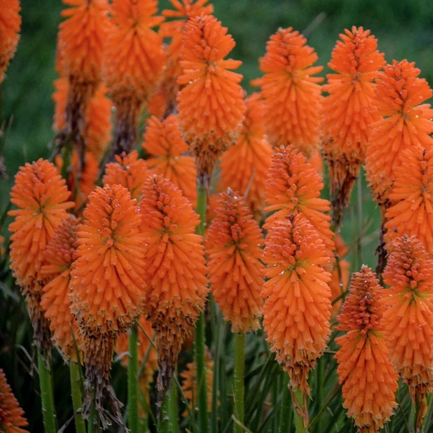 Kniphofia 'Orange Blaze' (Pyromania Series)