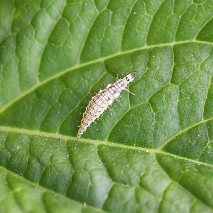 MightyBug Natural Aphid Killer (Lacewing - Chrysoperla carnea)