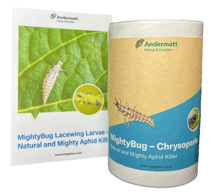 MightyBug Natural Aphid Killer (Lacewing - Chrysoperla carnea)