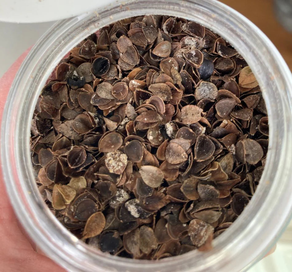 Gardening Naturally Aphid Killer (Ladybirds - Aphidalia) pack