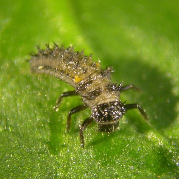 Gardening Naturally Aphid Killer (Ladybirds - Aphidalia) larvae