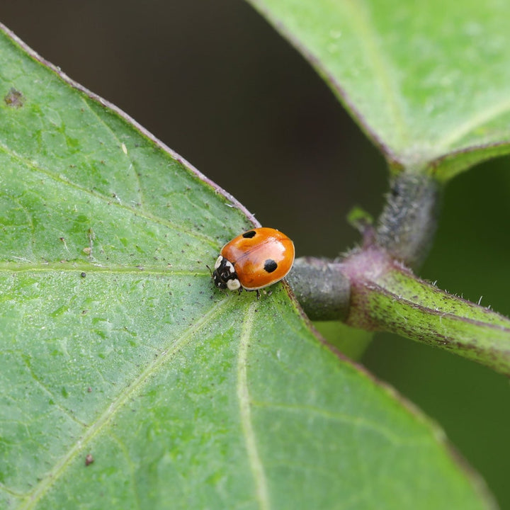 MightyBug Natural Aphid Killer (Ladybird - Adalia bipuctana)