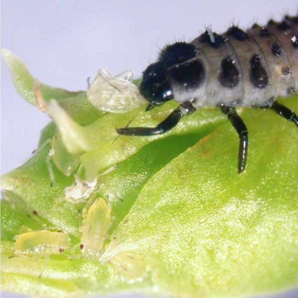 MightyBug Natural Aphid Killer (Ladybird - Adalia bipuctana)