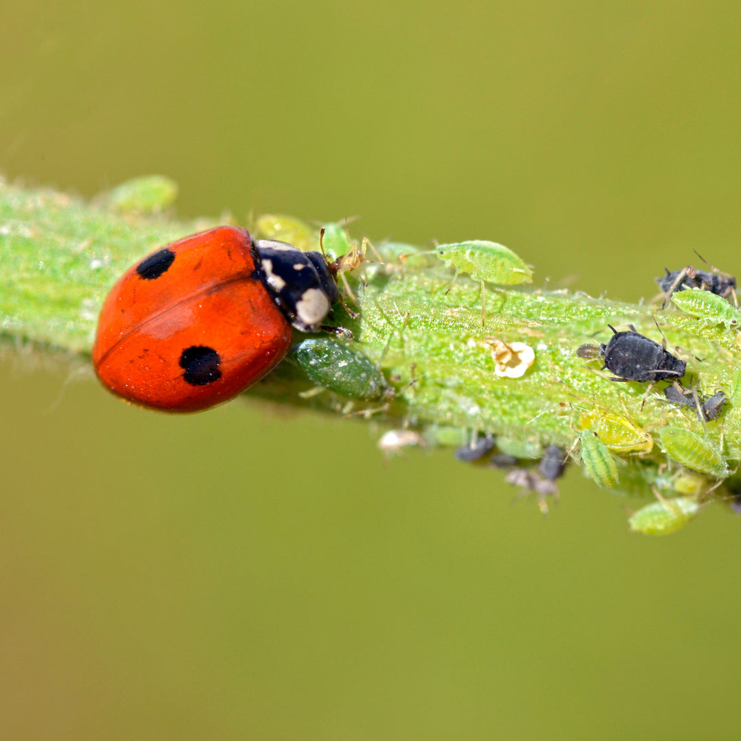 A ladybird on a stem consuming pest aphids.