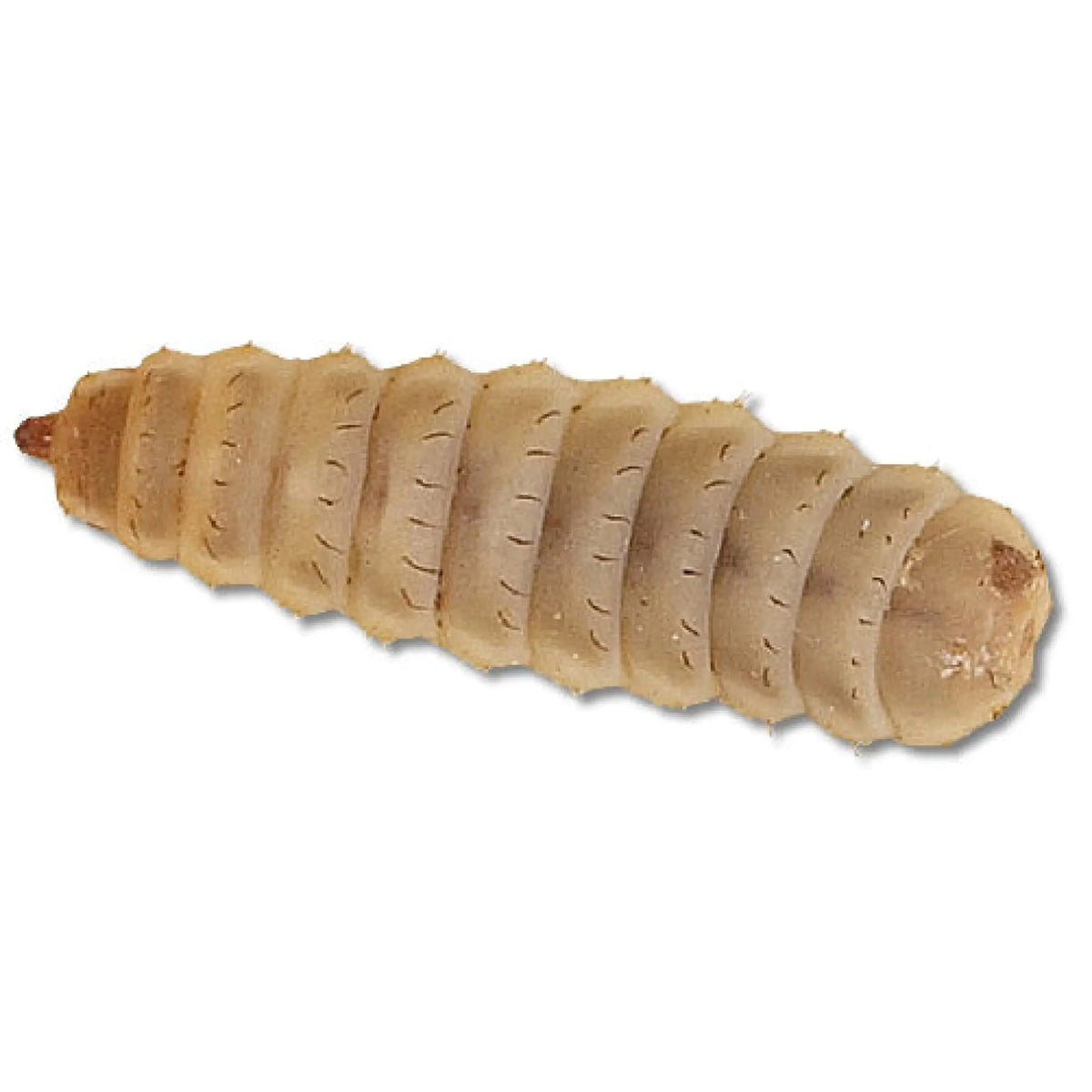 Buy Calciworms online UK